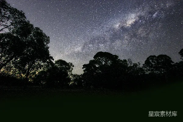 高清摄影 夜晚灰暗天空下树木的剪影
