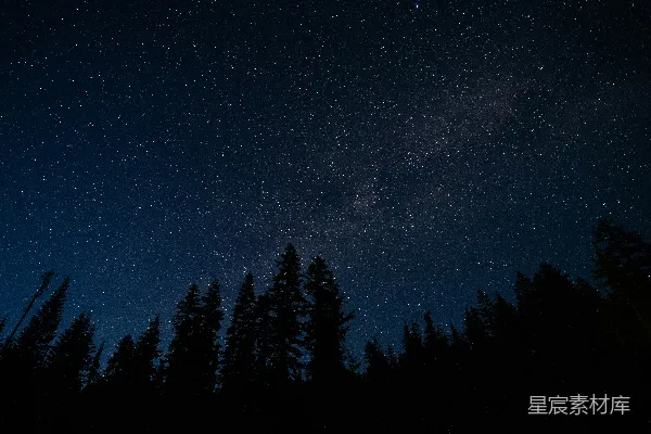 高清摄影 松树林在星空下照片
