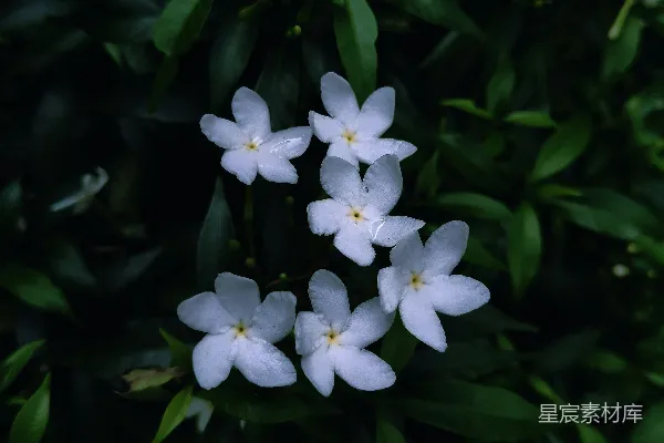 高清摄影 白色的茉莉花在深绿色的叶子中绽放。