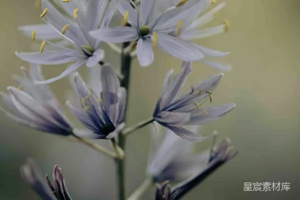 高清摄影 一朵精致的紫色花朵，黄色的花蕊清晰可见。