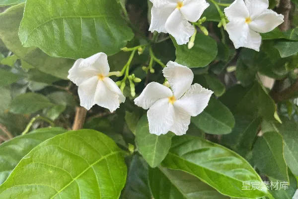 高清摄影 四朵白花在翠绿的叶子中绽放。