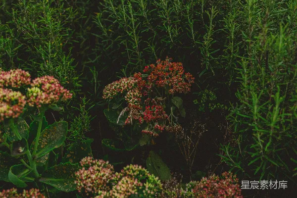 高清摄影 一束在草地上盛开的花