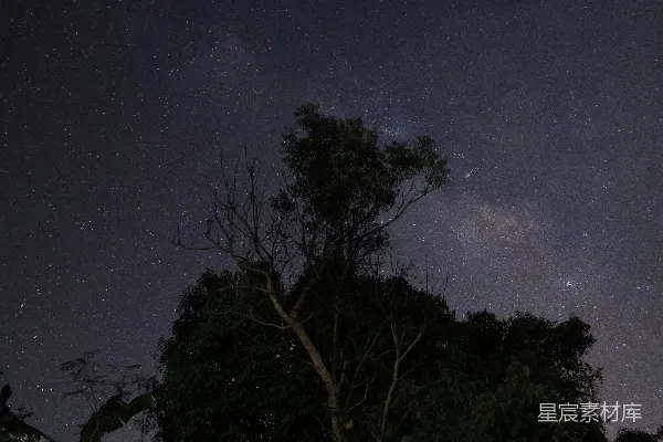 高清摄影 一棵树，背景是夜空。