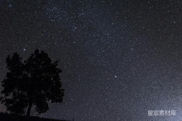 高清摄影 夜晚树木的剪影