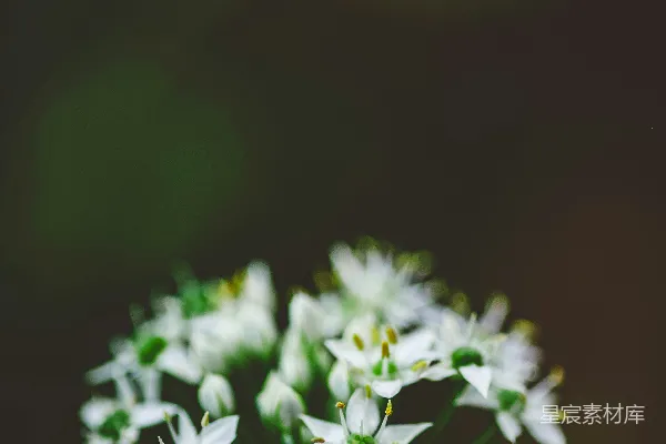 高清摄影 在深色背景前，细白的花朵绽放。