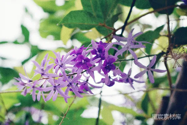 高清摄影 紫色的花朵在绿叶中绽放。