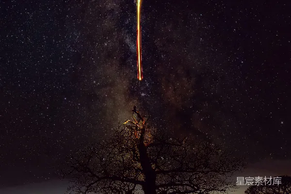 高清摄影 星空下的光秃秃的树
