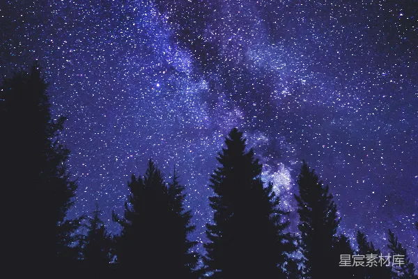 高清摄影 夜晚蓝天下的青松