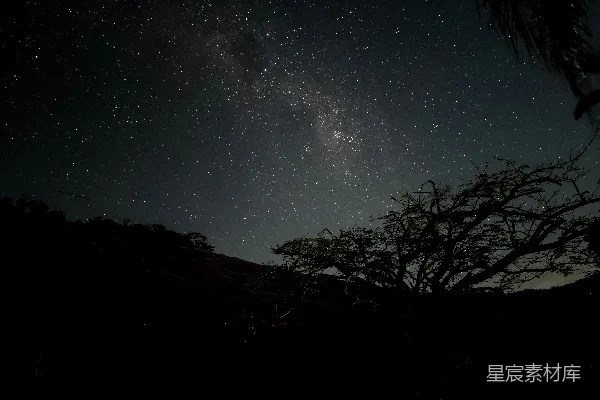 高清摄影 星空下的光秃秃的树