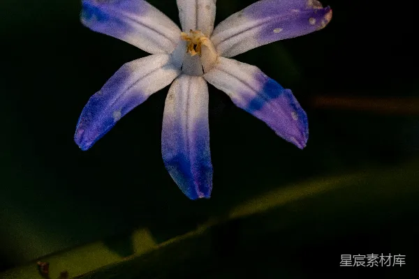 高清摄影 一朵淡紫色和白色相间的星形花朵正在绽放。
