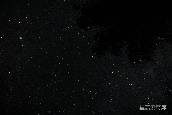 高清摄影 夜晚的星空与树木