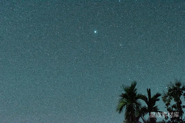 高清摄影 夜空下的一棵绿色棕榈树