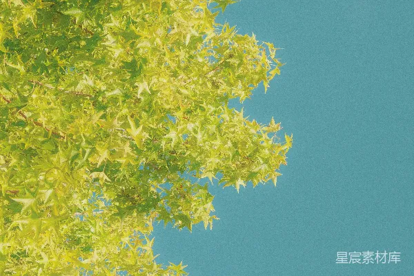 高清摄影 鲜艳的绿叶在晴朗的蓝天背景下。