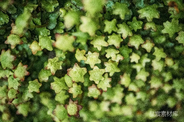 高清摄影 小型绿色星形植物或苔藓的特写。