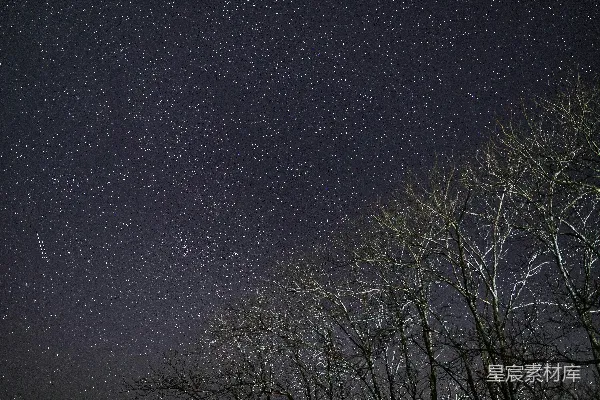 高清摄影 夜晚繁星下光秃的树