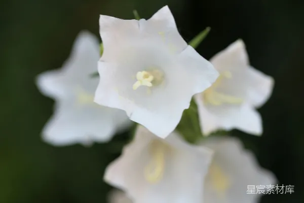 高清摄影 白铃花在黑暗背景前绽放。