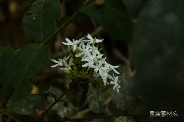 高清摄影 一簇小白花，绿叶环绕。