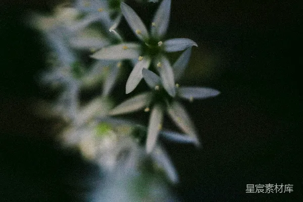 高清摄影 柔和聚焦的白色花朵，背景是深色的。