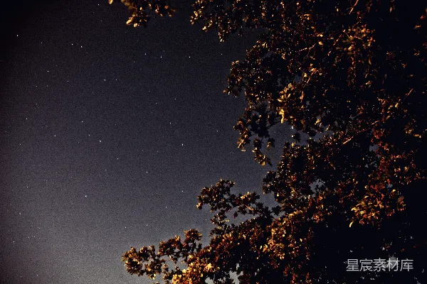 高清摄影 夜空中蓝天下的一棵绿树