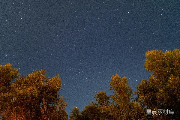 高清摄影 夜空中布满了星星和树木。