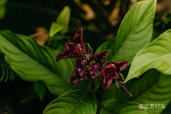 高清摄影 深红色的花朵在鲜艳的绿叶中绽放。