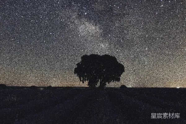 高清摄影 树木剪影在星空下