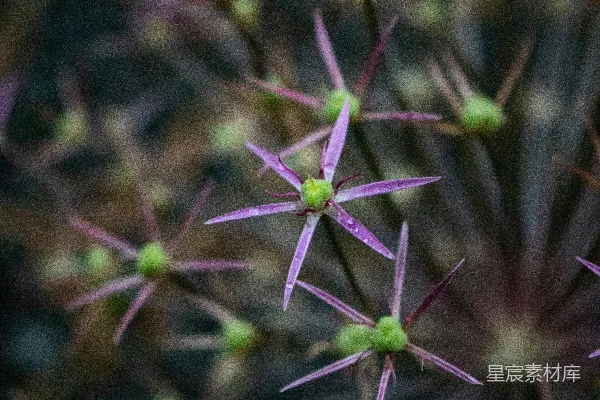 高清摄影 一株带有紫色花朵的植物的特写。