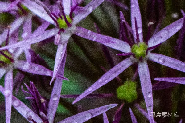 高清摄影 一簇紫色的花朵，上面有水滴。