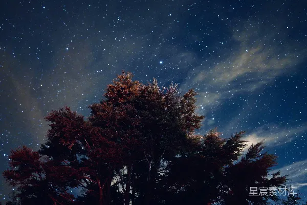 高清摄影 夜晚蓝天下棕色的树