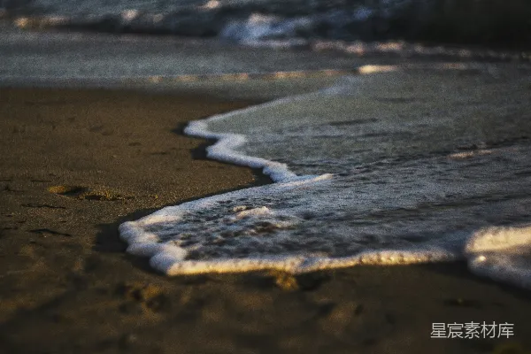 高清摄影 海滩上一只海洋生物的特写