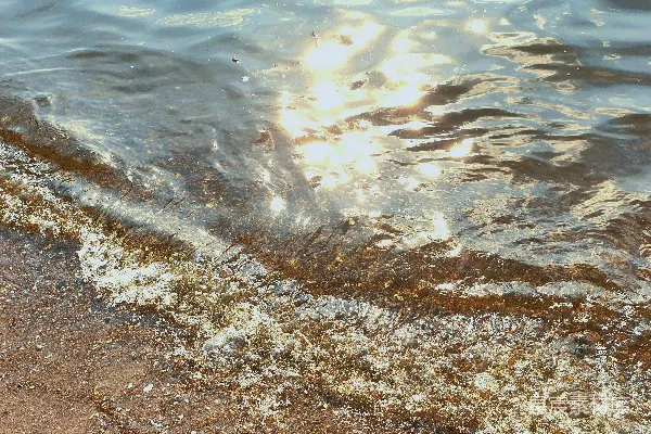 高清摄影 阳光透过海滩上的水照射出来