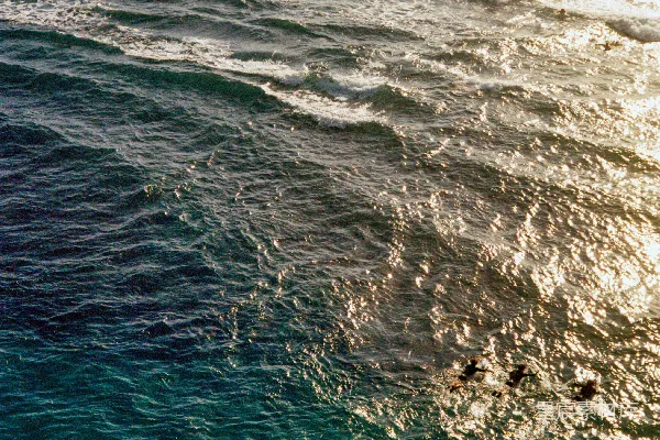 高清摄影 冲浪者在日落时在海浪中划桨