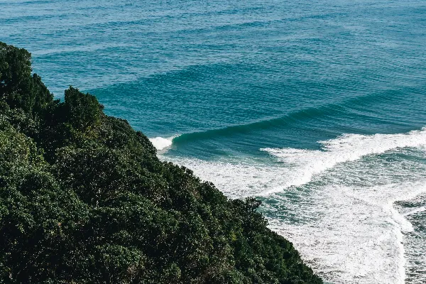 高清摄影 白天海边山旁的绿树