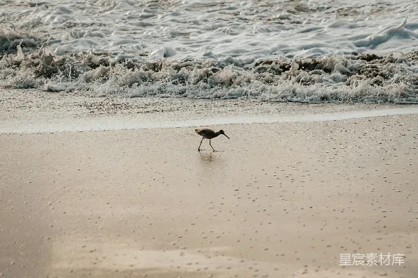 高清摄影 一只小鸟沿着海滩漫步，旁边是海洋。