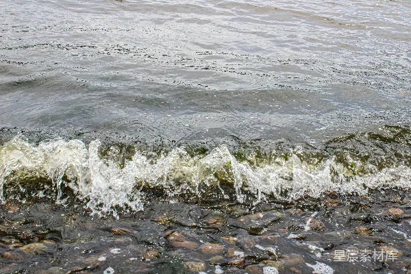 高清摄影 一只鸟站在水边的岸边。