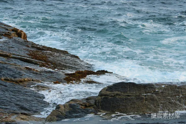 高清摄影 一只站在岩石旁的鸟正对着海洋