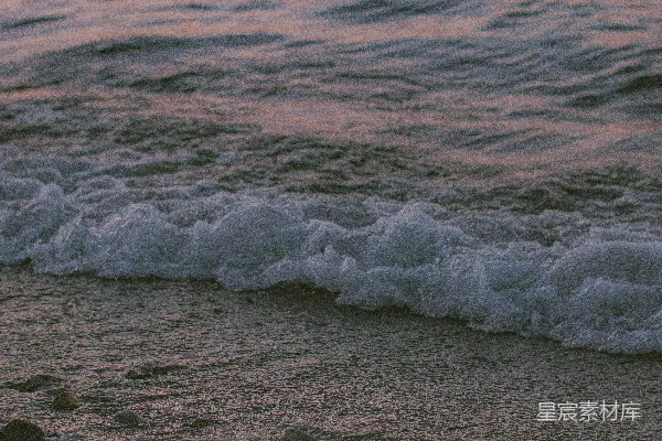 高清摄影 一只鸟站在海滩上，旁边是海洋。