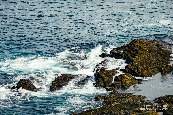高清摄影 一只鸟栖息在海边的岩石上。