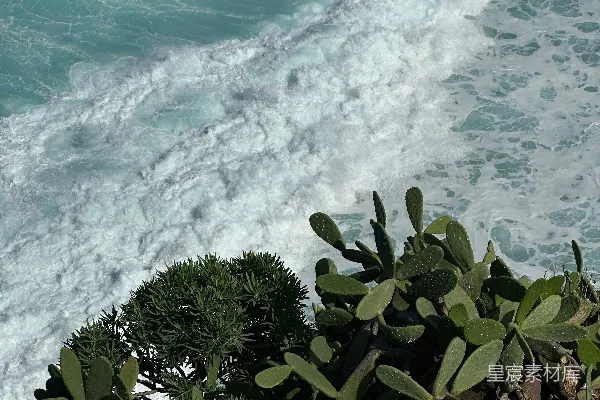 高清摄影 悬崖边的绿色仙人掌植物俯瞰着海洋波浪