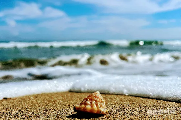 高清摄影 贝壳在沙滩上，海浪拍打着岸边