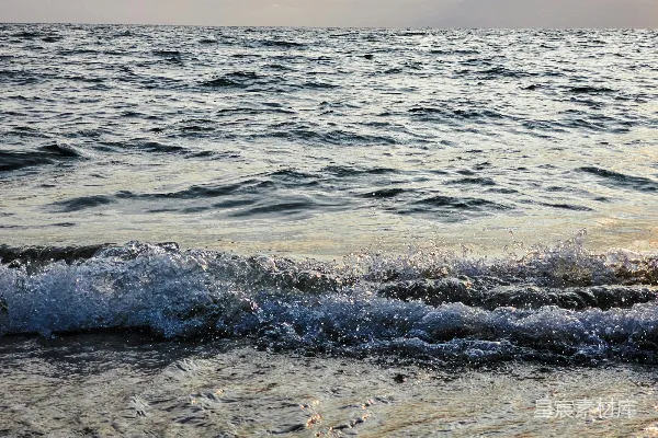 高清摄影 一只鸟站在沙滩上，旁边是海洋。