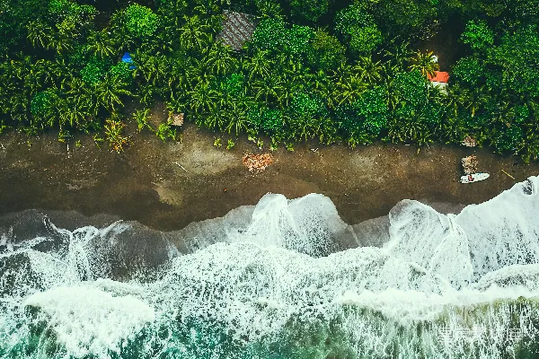 高清摄影 湍急的河流靠近大树