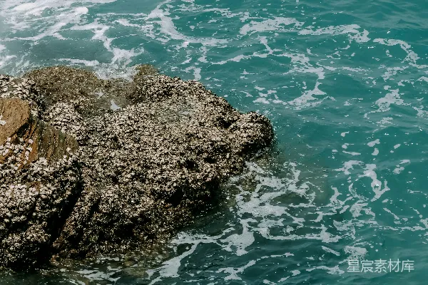 高清摄影 在碧蓝的海浪中覆盖着海龟壳的岩石