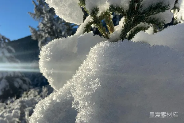 高清摄影 一棵覆盖着白雪的松树，背景是蓝天。