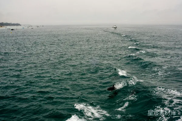高清摄影 海豚在海洋中游泳的场景