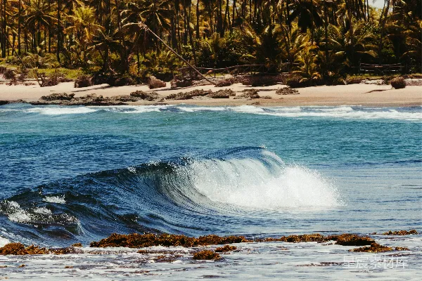 高清摄影 一个热带海滩，有椰子树和正在拍打岸边的海浪。