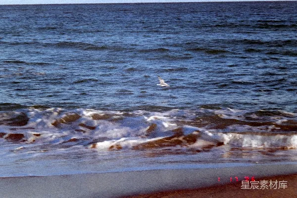 高清摄影 一只海鸥在海滩附近的海浪上空飞翔。