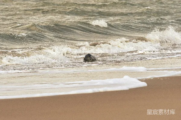 高清摄影 海浪拍打在海滩上的海豹