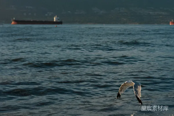 高清摄影 海鸥在货船附近的海浪上飞翔
