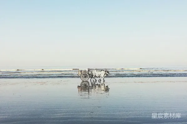 高清摄影 白天，白色牛拉的马车停在海边。